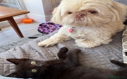 Mixed Breed cats for sale: 9 week old female kitten  - Image 3