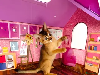 Abyssinian cats 12 Weeks Female 🏆🥇🏵️Top Quality Champion ln - Advert 1