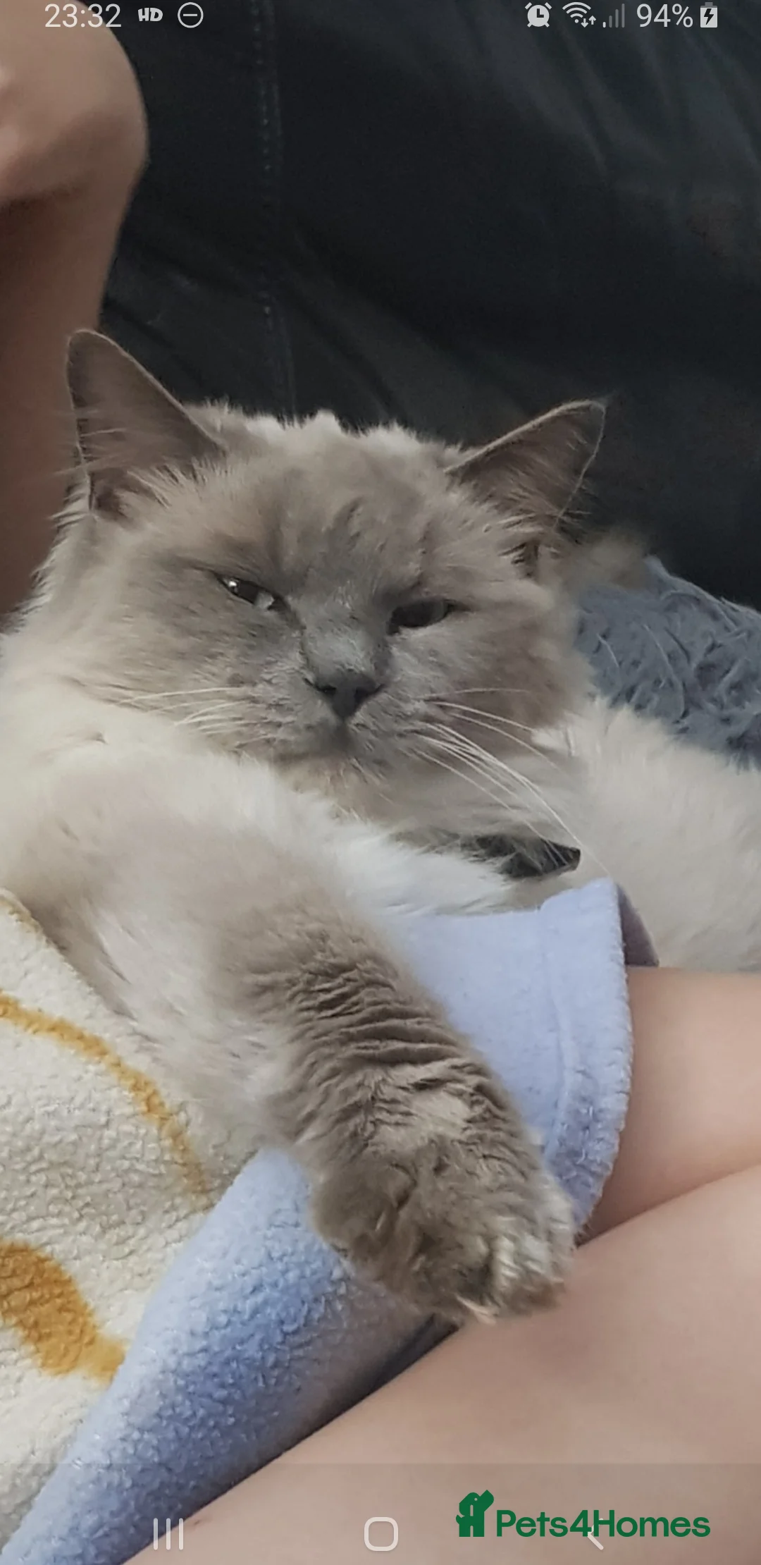 Ragdoll cats for stud: Blue point proven ragdoll stud - Advert 2