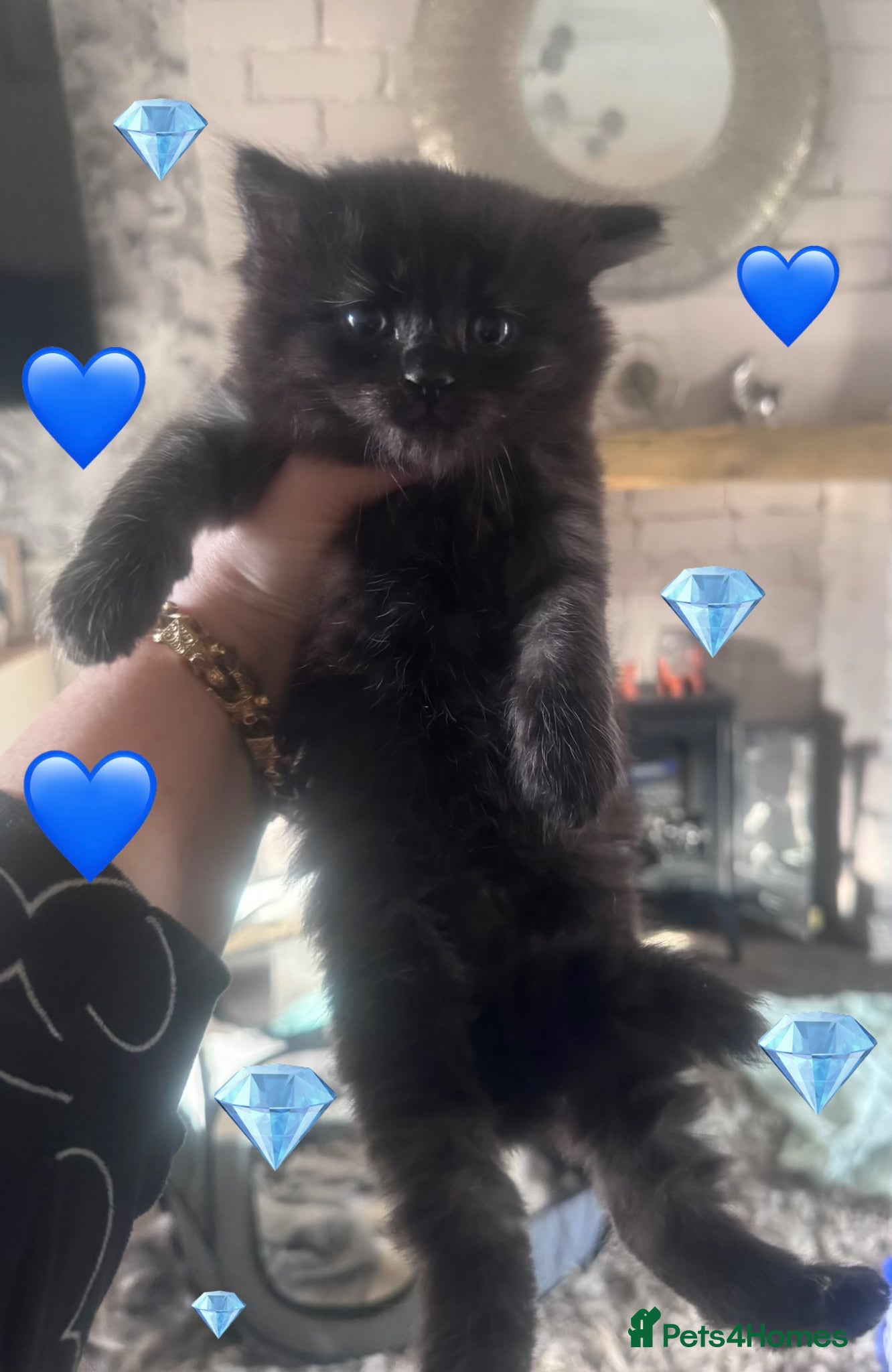 Mixed Breed cats 💎Persian X Maincoon X Nebelung💎 - Advert 1