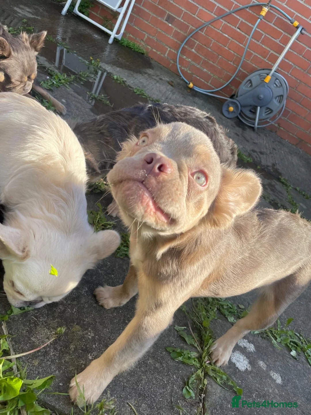 French Bulldog dogs for sale: Fluffy frenchie🐶 in Glastonbury - Advert 2
