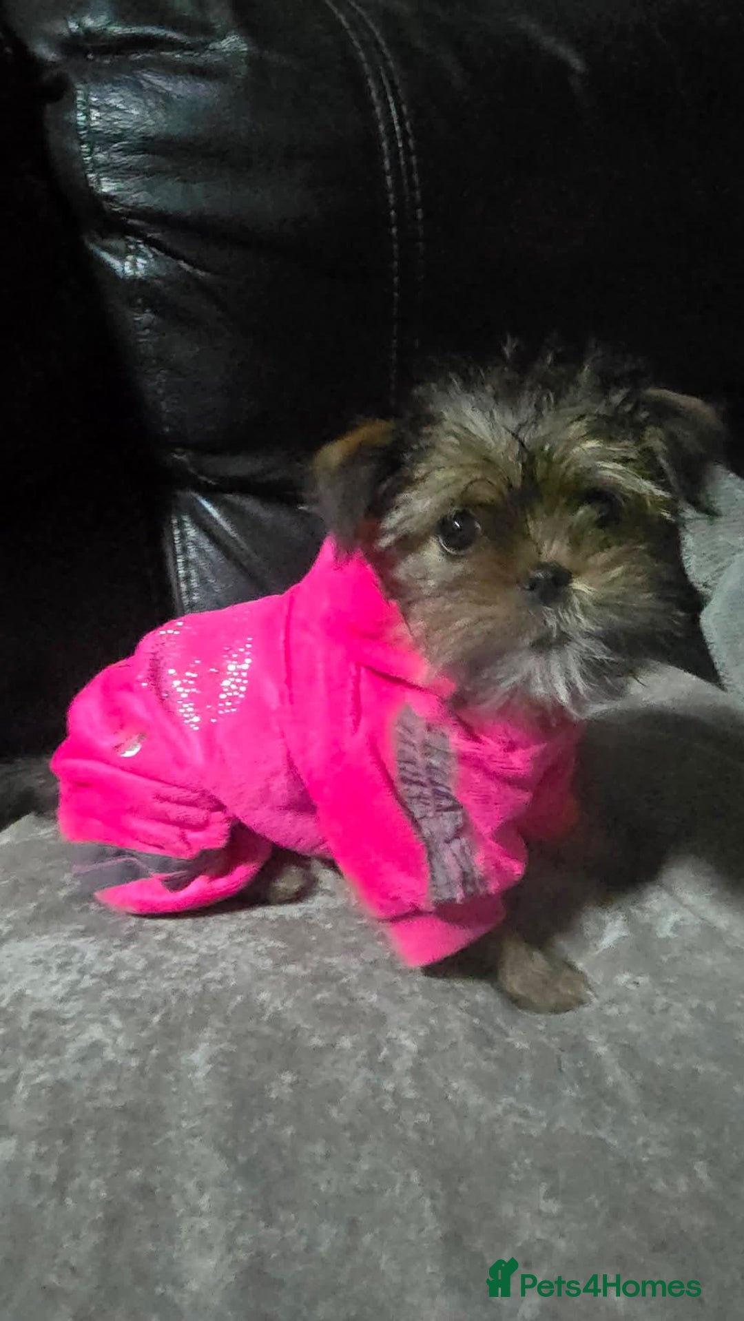 Mixed Breed dogs for sale: Lovely shih tzu x chihouha puppy - Advert 4