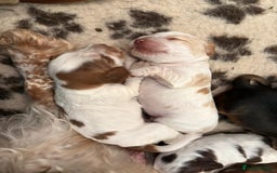 Cocker Spaniel dogs for sale: Kc registered show type cocker spaniel puppies - Image 8