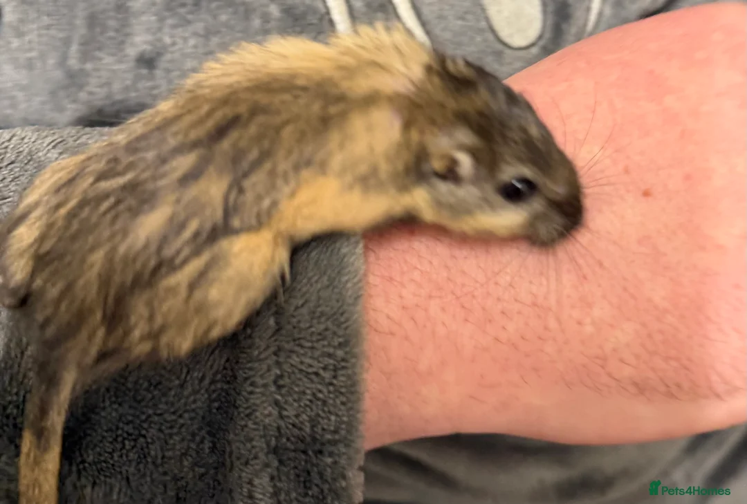 Gerbil rodents for sale: 2 bonded brothers hand tamed 20 pound each  - Advert 12