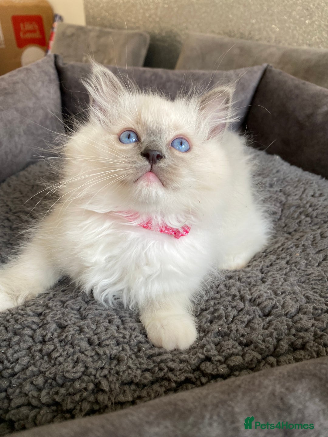 Ragdoll cats for sale: Ragdoll kittens  - Advert 15
