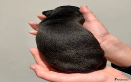 Miniature Dachshund dogs for sale: Miniature Dachshund Puppy Gorgeous Black & Tan Boy - Advert 3