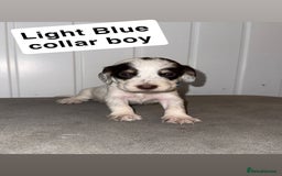 Sprocker dogs for sale: Sprocker puppies - Image 11