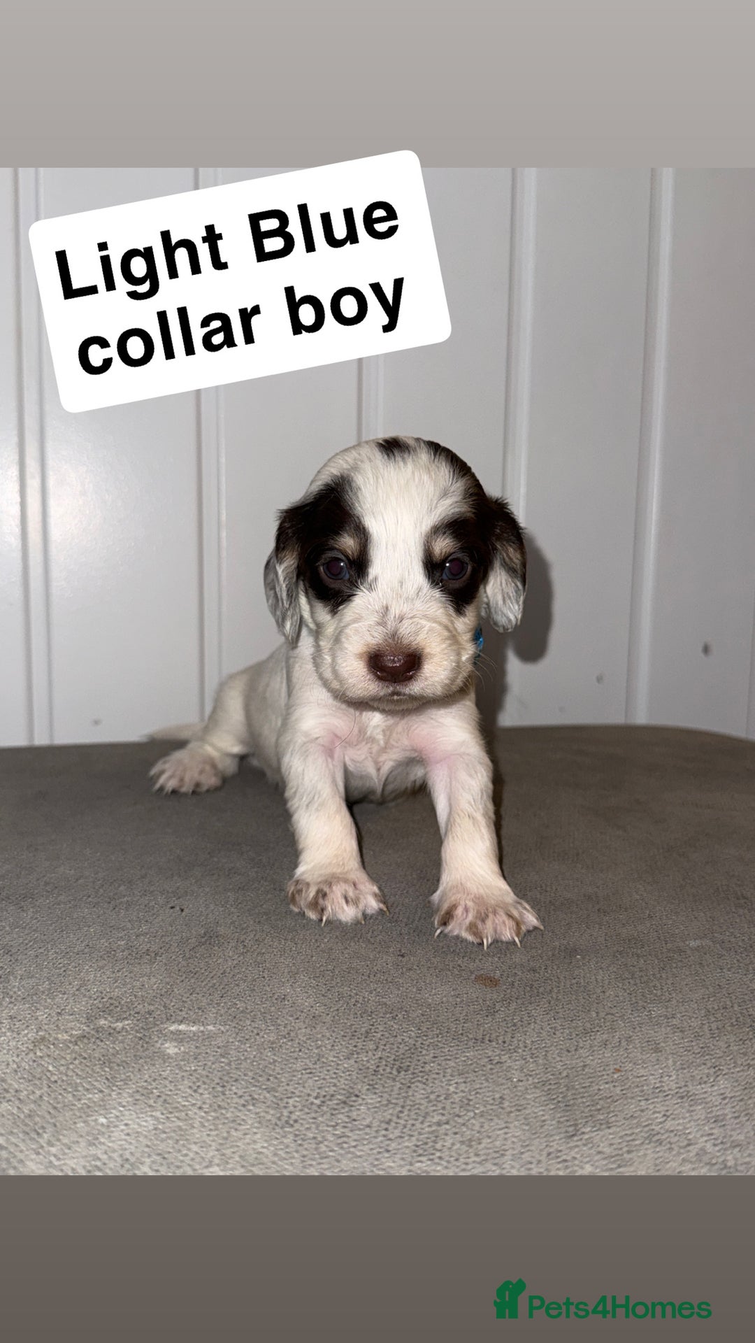 Sprocker dogs for sale: Sprocker puppies - Image 11