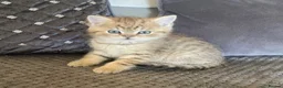 British Shorthair cats for sale: TICA reg black golden kittens  - Advert 20