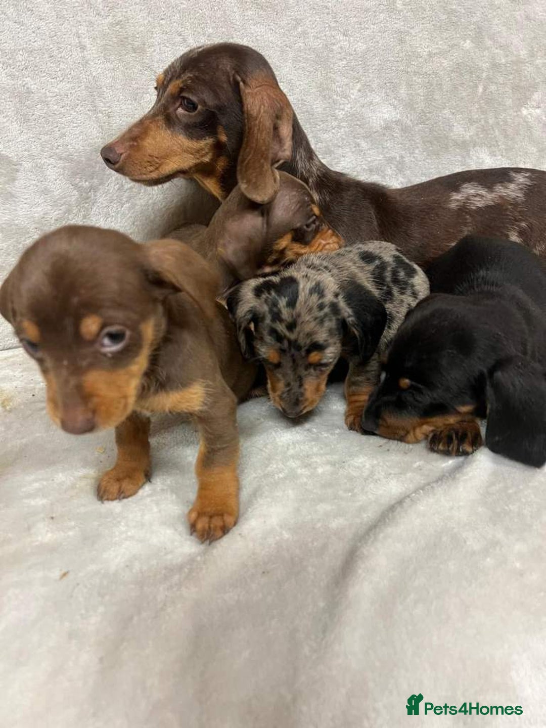 Miniature Dachshund dogs for sale: Miniature dachshund puppies for sale - Advert 5