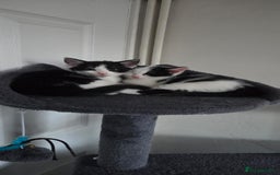 European cats for sale: Kitten for free - Image 5