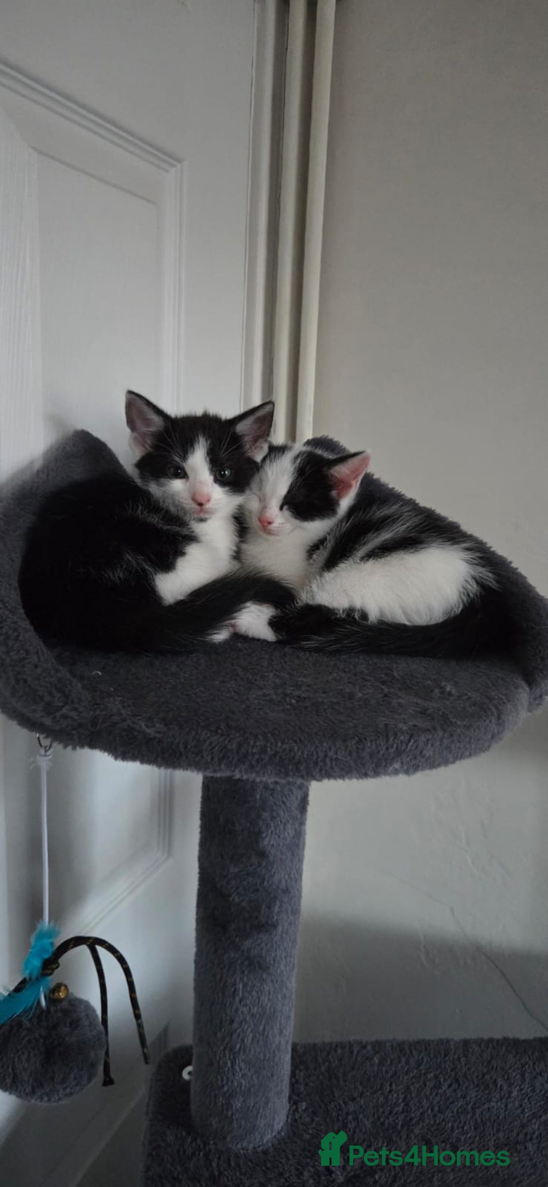 European cats for sale: Kitten for free - Image 5