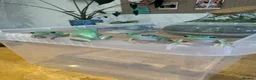 Frog reptiles for sale: Whites tree frog juveniles  in Gloucester - Advert 1