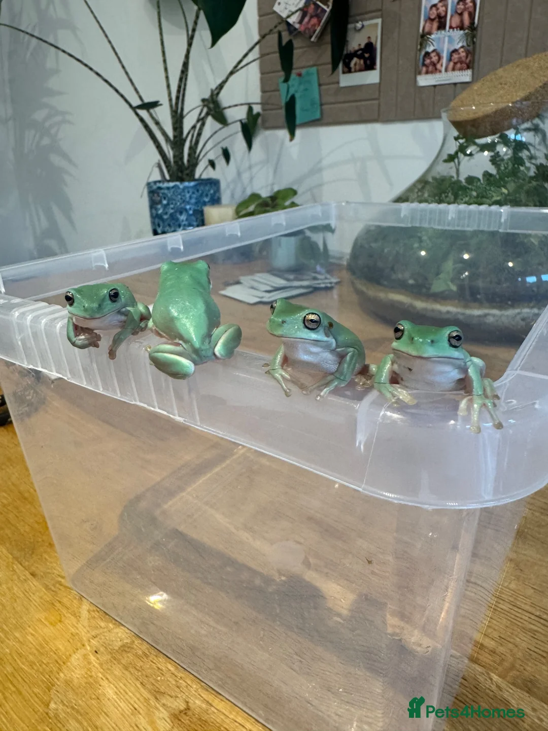 Frog reptiles for sale: Whites tree frog juveniles  in Gloucester - Advert 1