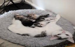 Mixed Breed cats for sale: 4 beautiful kittens for sale  - Image 2