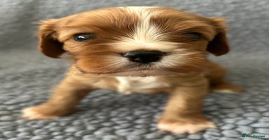 Cavalier King Charles Spaniel dogs Health Tested, beautiful KC Cavalier Puppies.  - Advert 2
