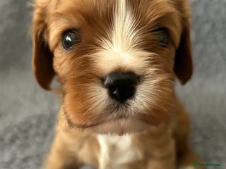 Cavalier King Charles Spaniel dogs Health Tested, beautiful KC Cavalier Puppies. - Advert 17