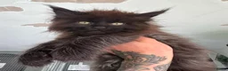 Maine Coon cats for sale: Russian Import Health Tested Loved Kittens - Advert 2