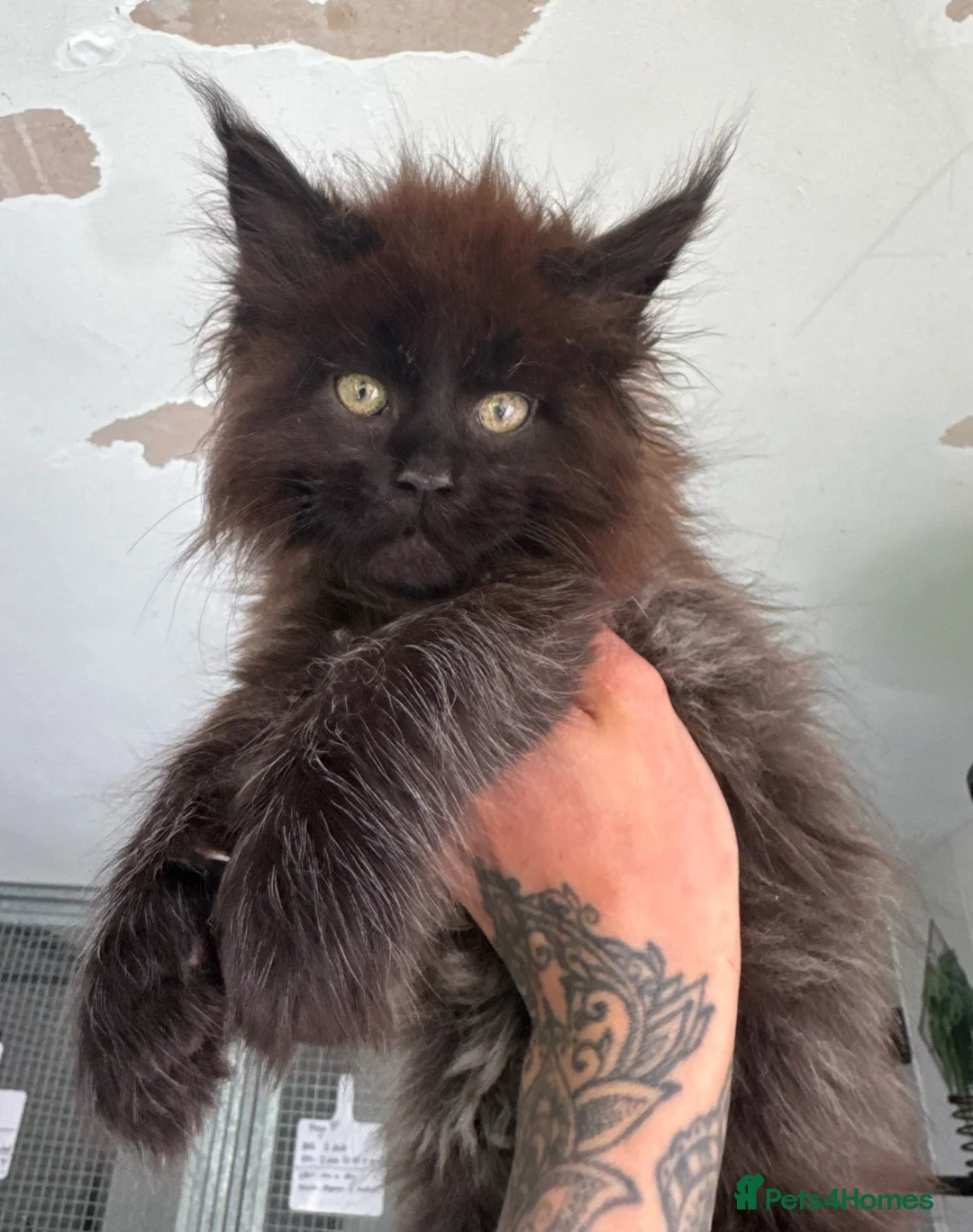 Maine Coon cats for sale: Russian Import Health Tested Loved Kittens - Advert 2