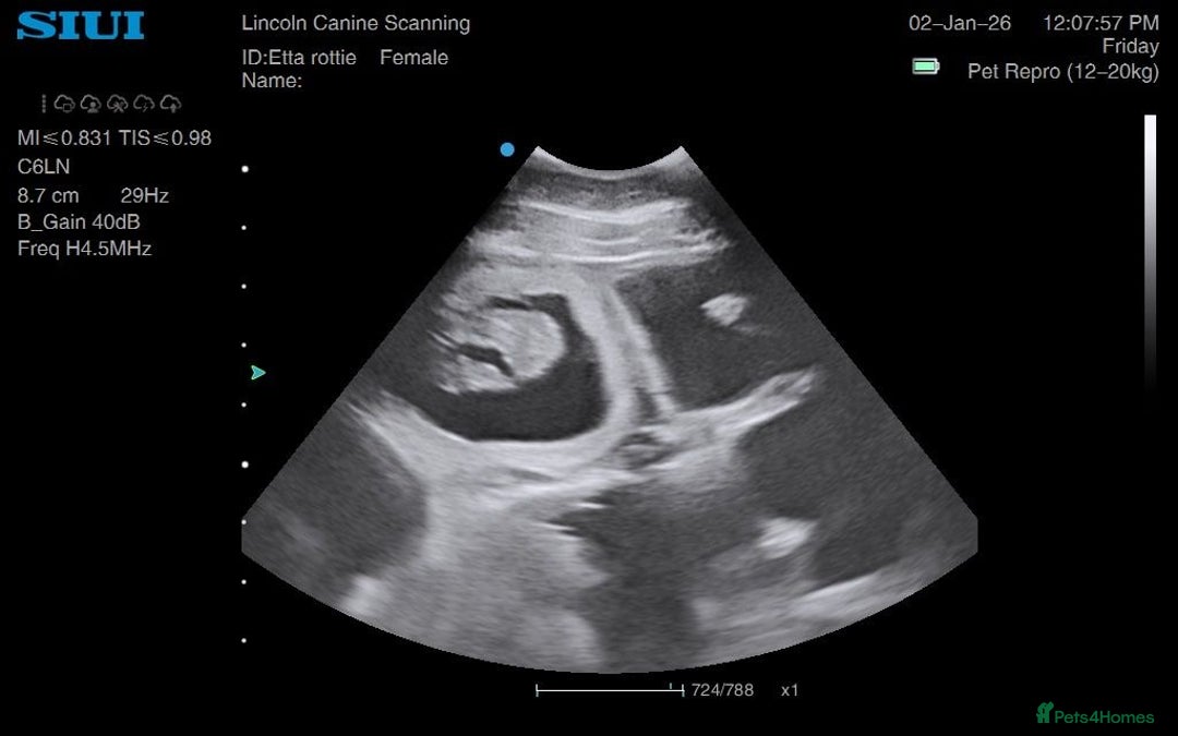 Rottweiler dogs for sale: ETTA'S PUPS COMING SOON!  - Advert 2