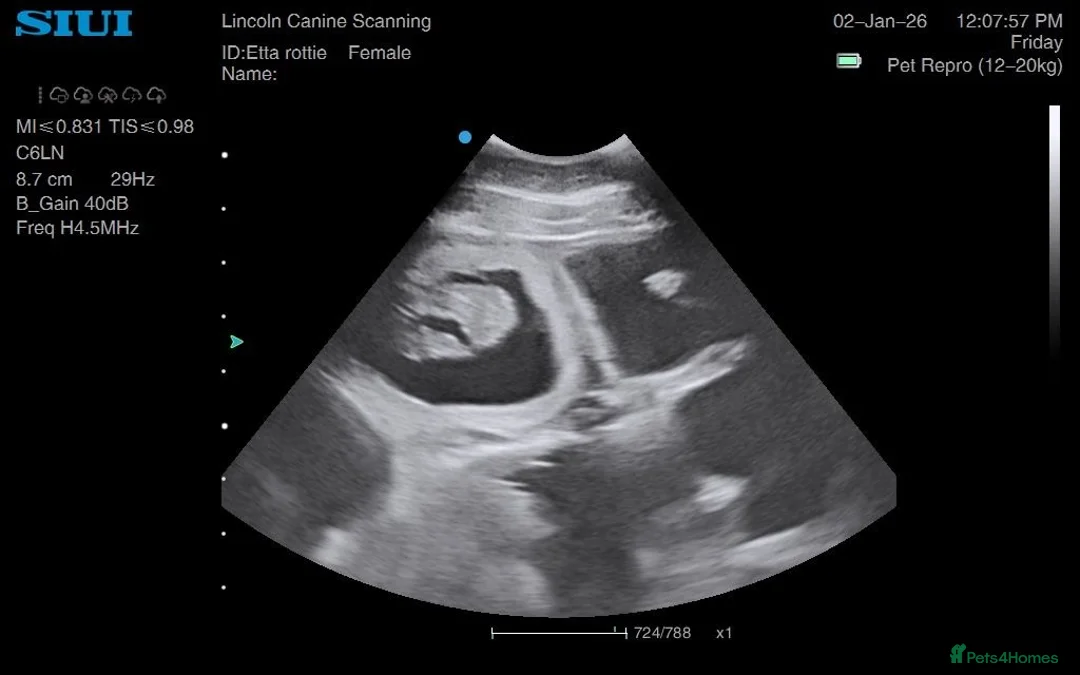 Rottweiler dogs for sale: Rottweiler pups ready to reserve.  - Advert 11