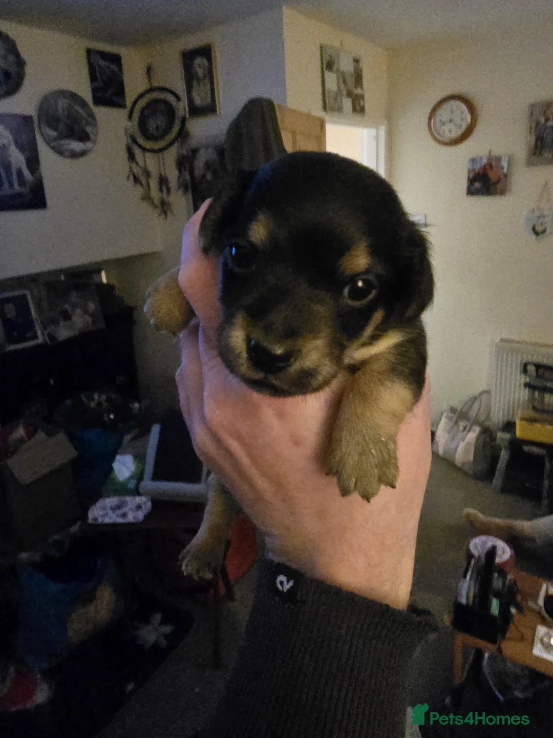 Jack Russell dogs for sale: Jack russle puppies  - Advert 16