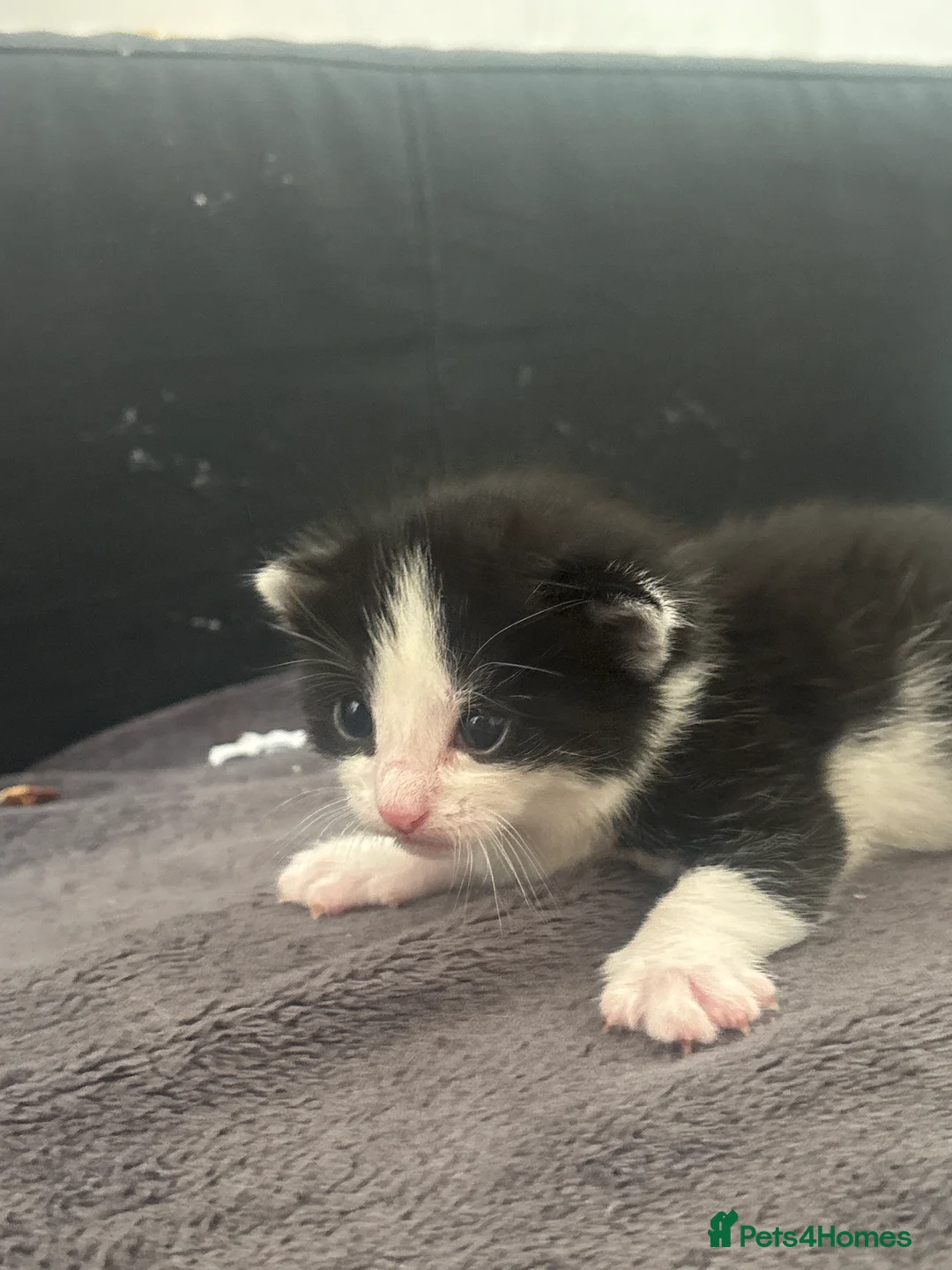 Domestic Shorthair cats for sale: Male kittens - Advert 2