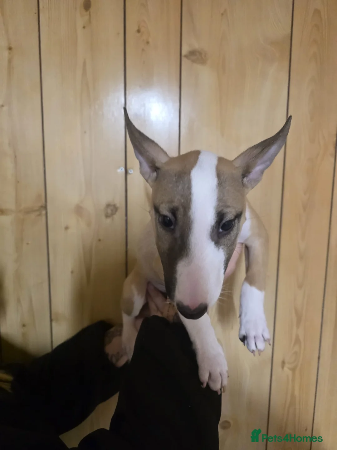 English Bull Terrier dogs for sale:  English bull terrier  - Advert 14