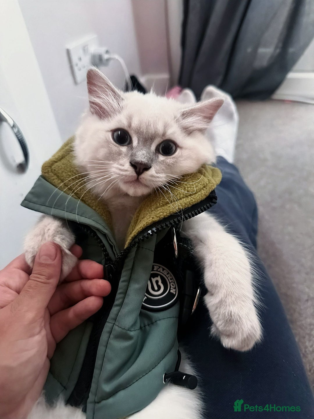 Ragdoll cats for sale: Ragdoll kitten READY TO GO - Image 2