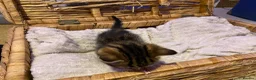 Ragdoll cats for sale: Cute kittens - Advert 7