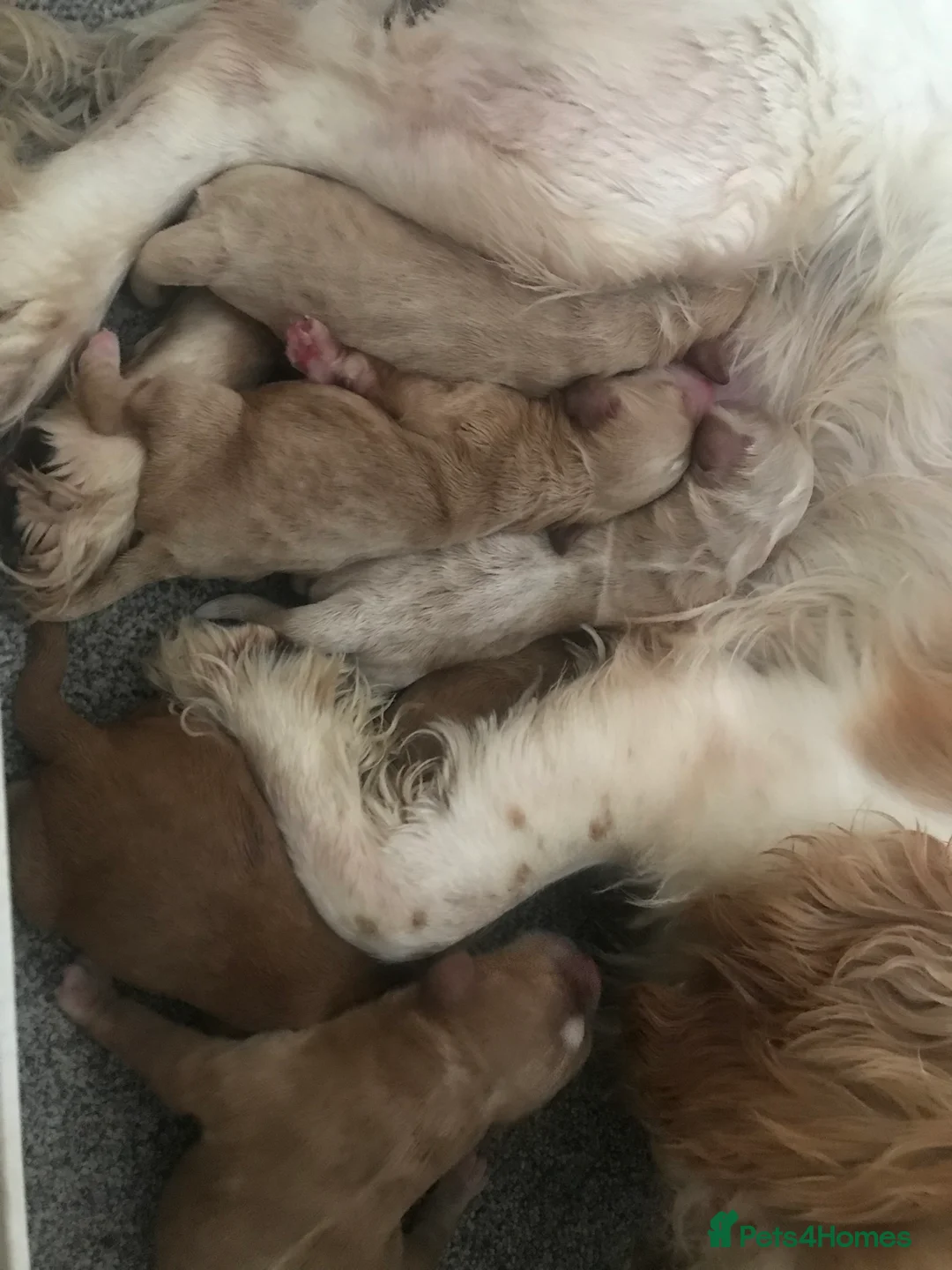 Cockapoo dogs for sale: F1 cockapoo puppies  - Advert 2