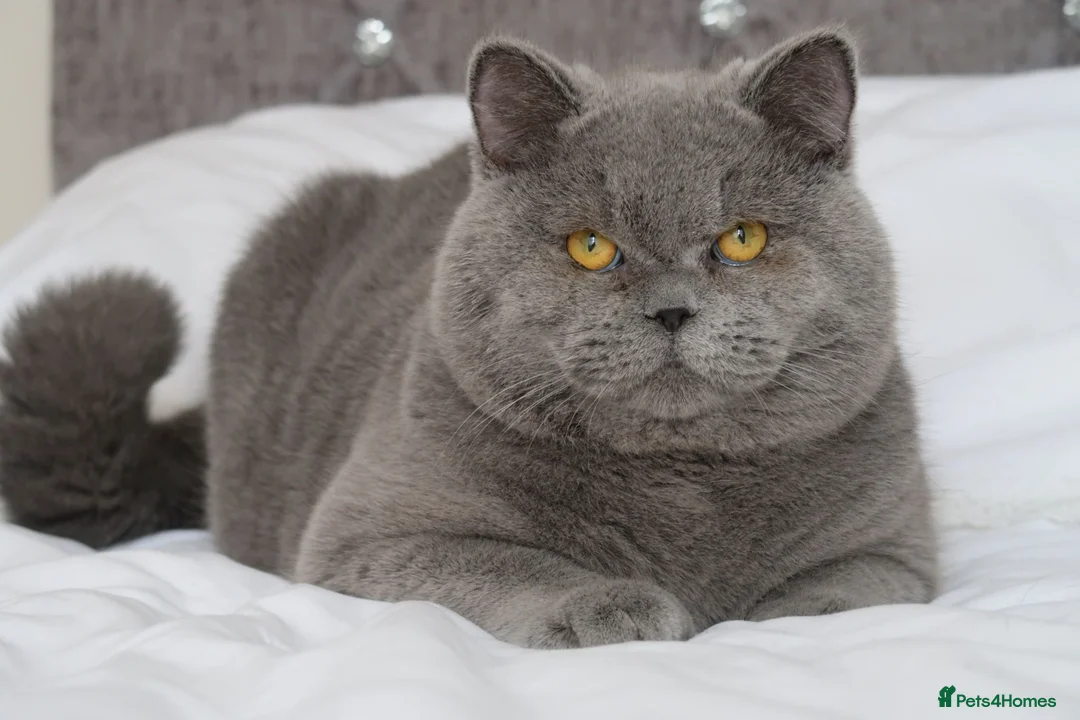 British Shorthair cats for stud: OPUS - GCCF & TICA Registered British Shorthair - Advert 2