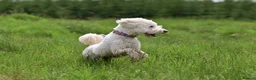 Australian Labradoodle dogs for sale: Australian Labradoodle Puppies for sale - Advert 2