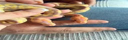Python Snake reptiles for sale: Beautiful Banana Clown  - Advert 9