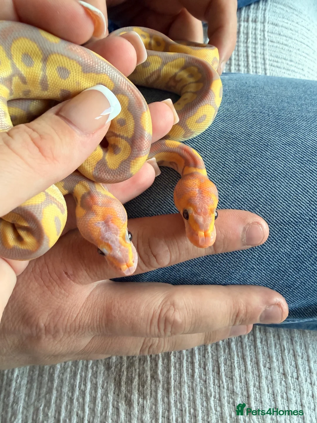 Python Snake reptiles for sale: Beautiful Banana Clown  - Advert 9