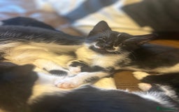 Mixed Breed cats for sale: 4 tuxedo kittens ready for new homes  - Image 4