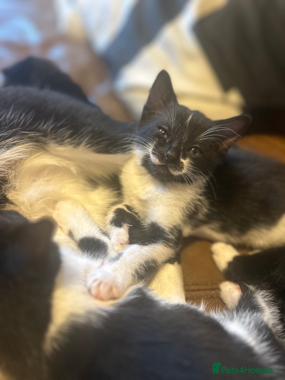 Mixed Breed cats for sale: 4 tuxedo kittens ready for new homes  - Image 4