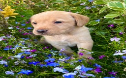 Labrador Retriever dogs for sale: 🐾 Ready 13th Oct. KC vet approved only 3 left 💕 - Image 4