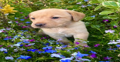 Labrador Retriever dogs - Advert 8