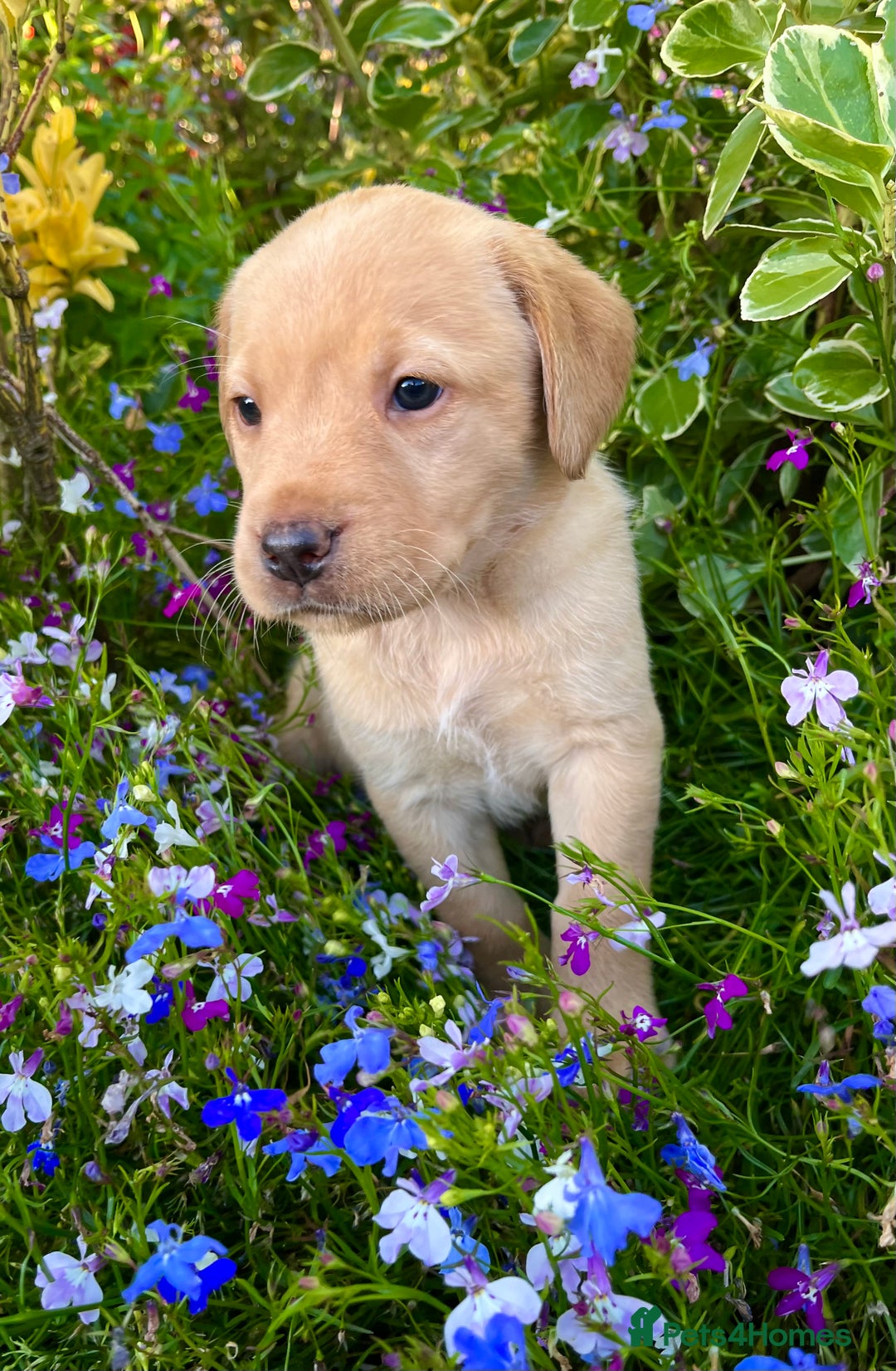 Labrador Retriever dogs for sale: 🐾 Ready 13th Oct. KC vet approved only 3 left 💕 - Image 4