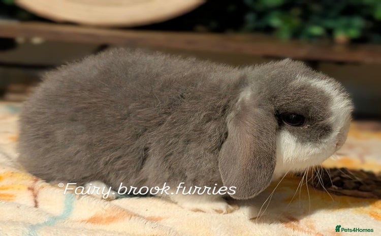 Mini Lop rabbits - Advert 3