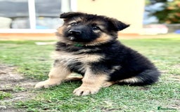German Shepherd dogs for sale: STUNNING GSD PUPPIES, 2 BOYS AVAILABLE  - Image 2