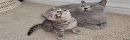 British Shorthair cats for sale: 🏆 Pedigree Silver British Shorthair Kittens 🏆 - Advert 16