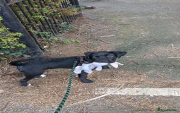 Mixed Breed dogs for sale: Needs a loving home  - Image 19