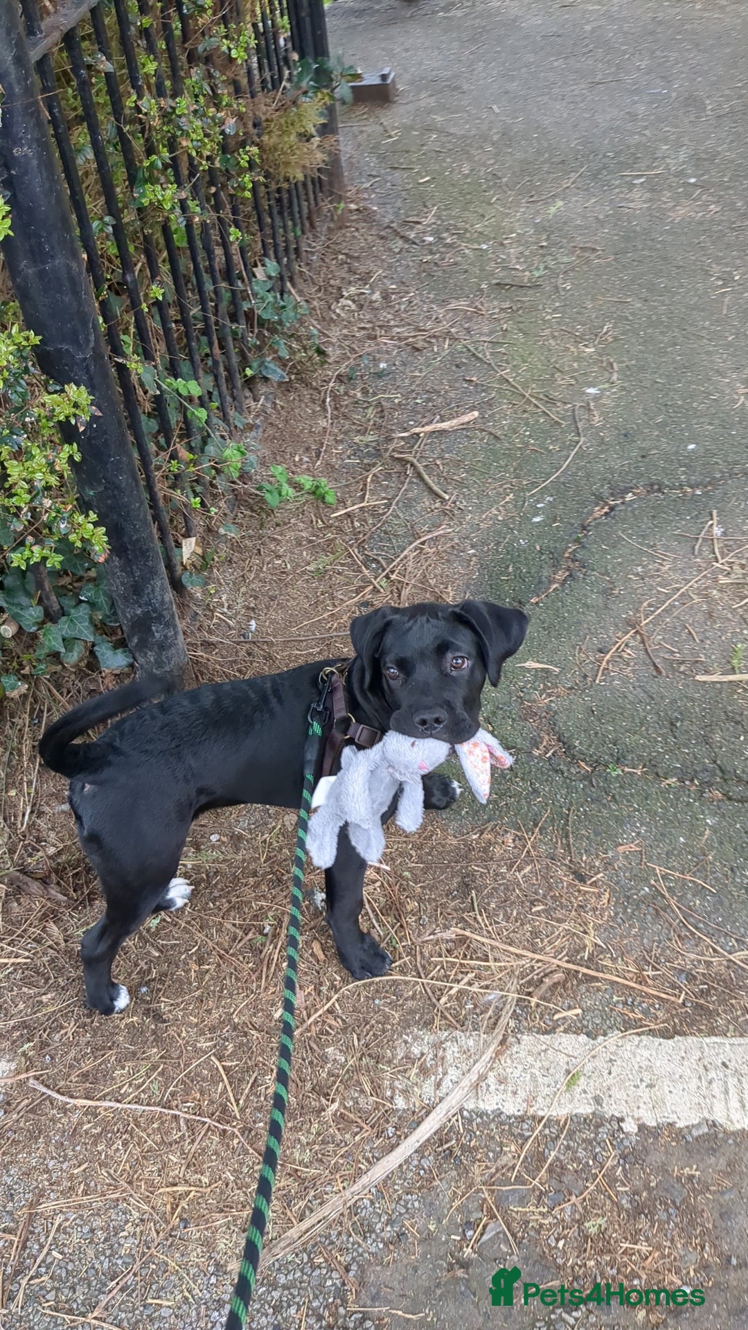 Mixed Breed dogs for sale: Needs a loving home  - Image 19