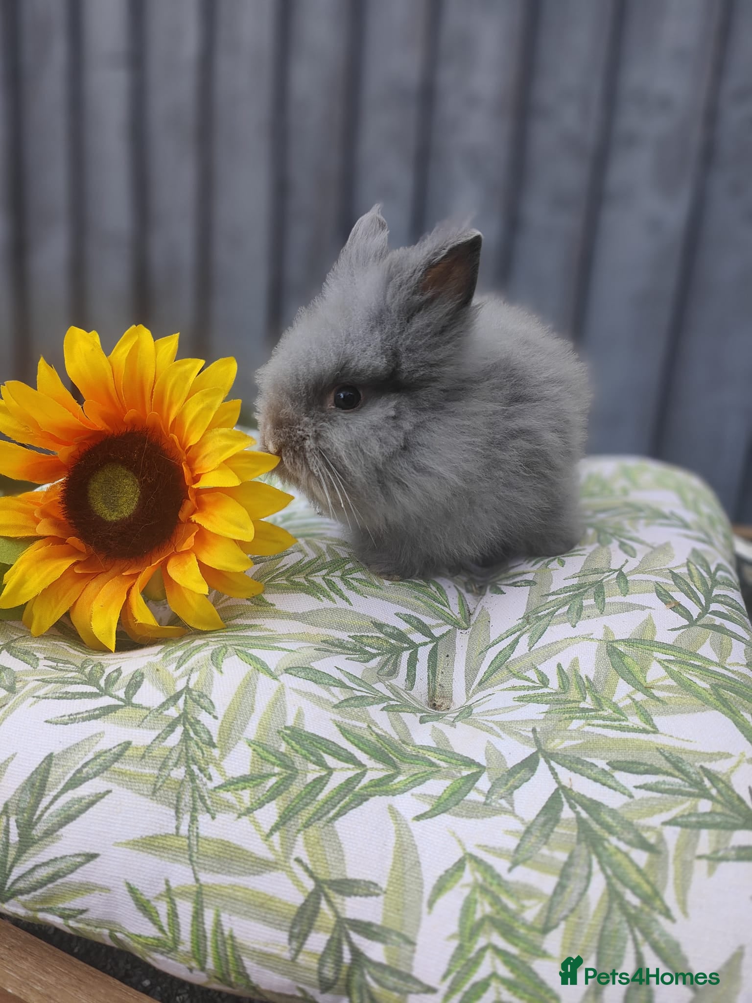 Mini Lop rabbits Minilops and lionheads for sale - Advert 12