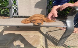 Cocker Spaniel dogs for sale: Gorgeous Adorable Golden Type Cocker  Spaniel  - Image 17