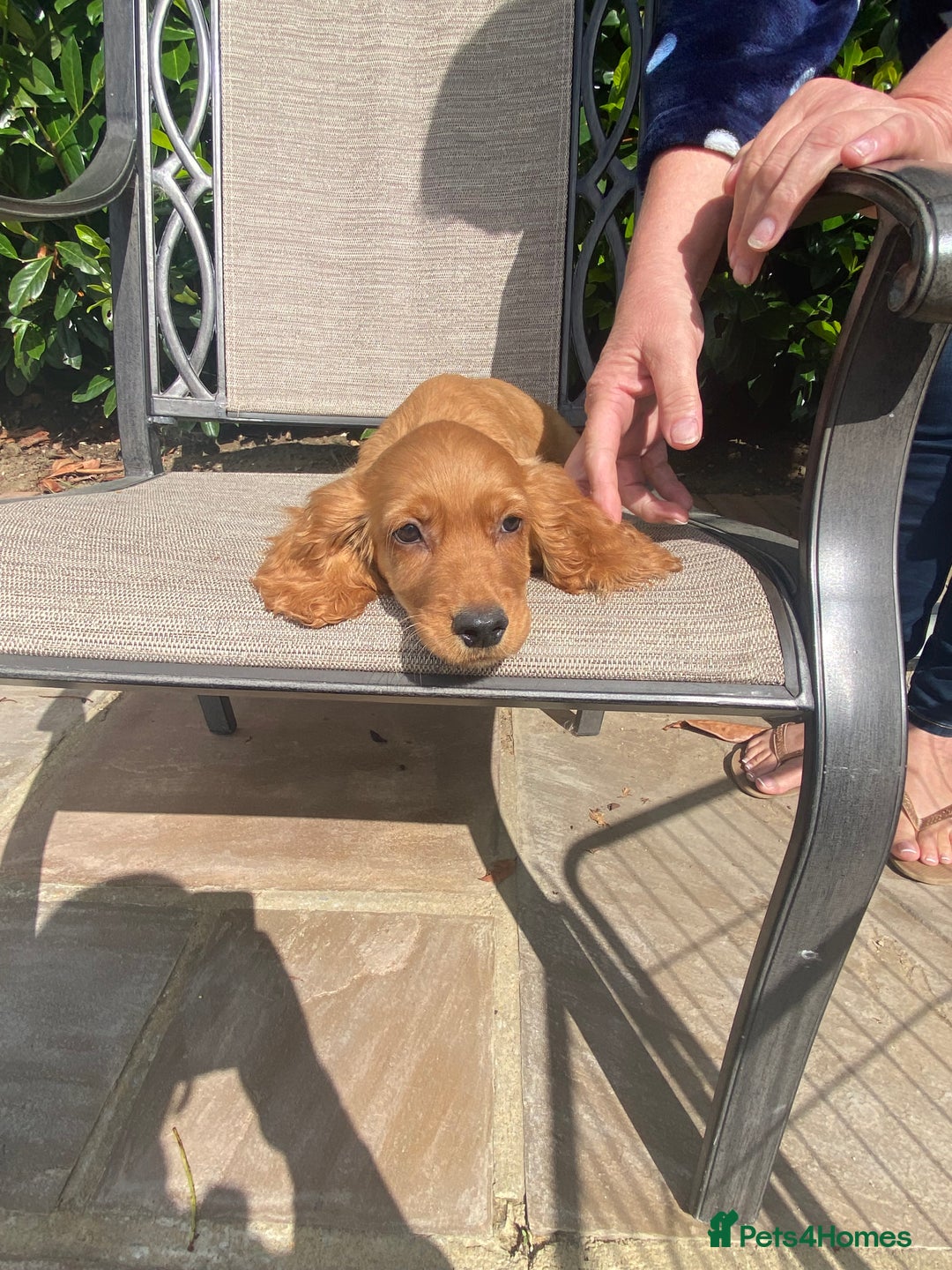 Cocker Spaniel dogs for sale: Gorgeous Adorable Golden Type Cocker  Spaniel  - Image 17