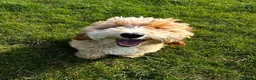 Labradoodle dogs for sale: Absolutely beautiful, F1bb Miniature Labradoodles  - Advert 32