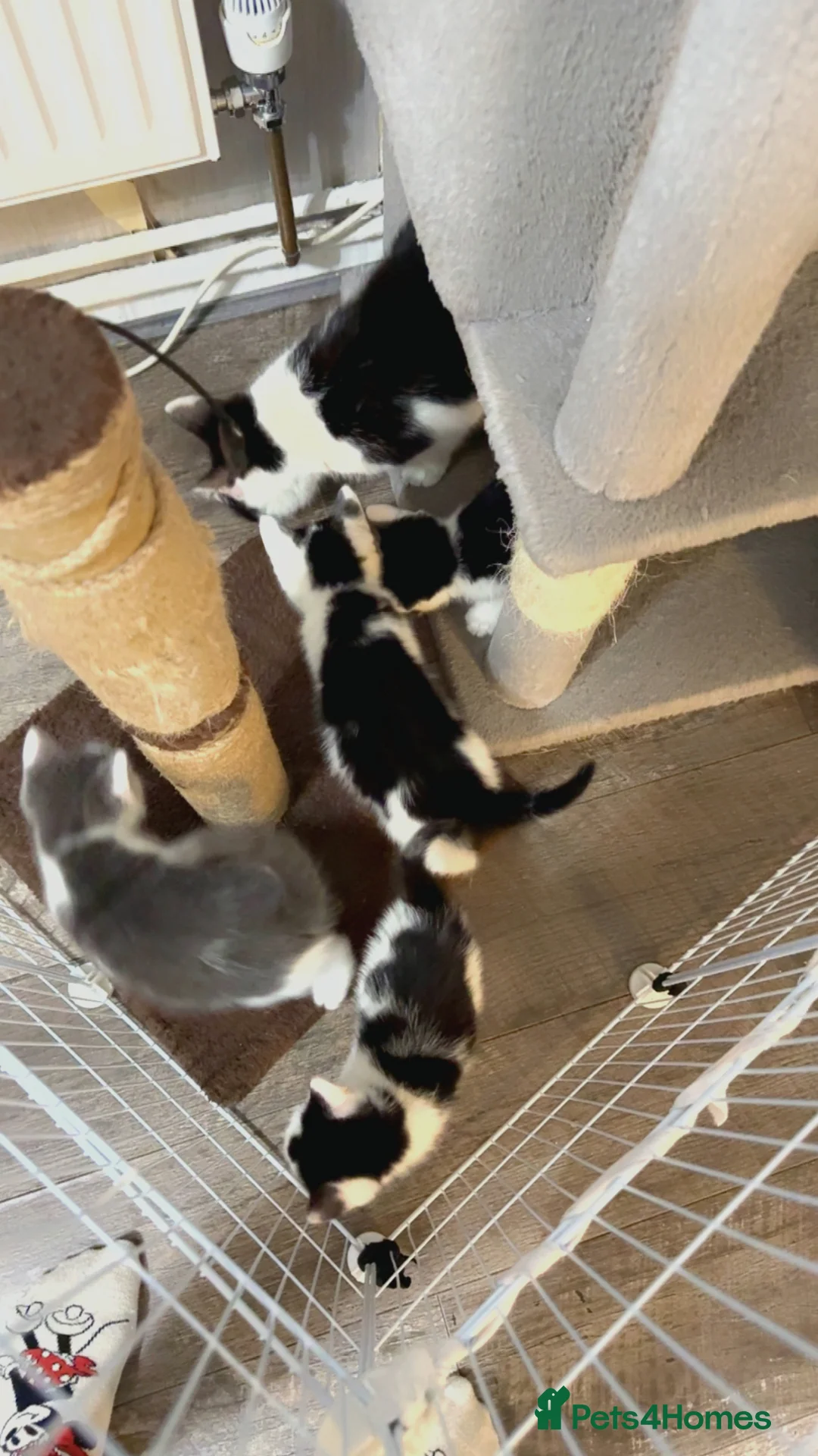 British Shorthair cats for sale: Adorable Kittens looking for a loving home  - Advert 2